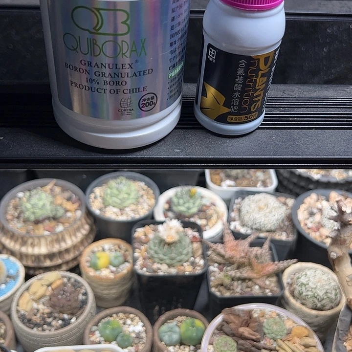 龙爪球出刺上蜡组合哈哈哈哈