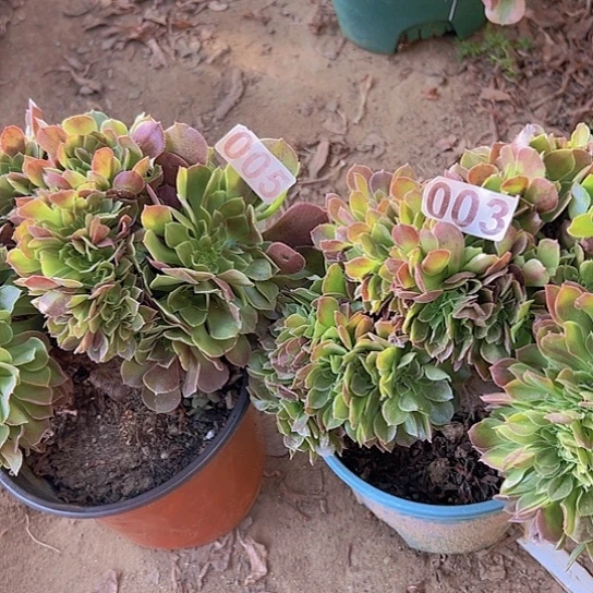 浩***M多肉植物两个法师