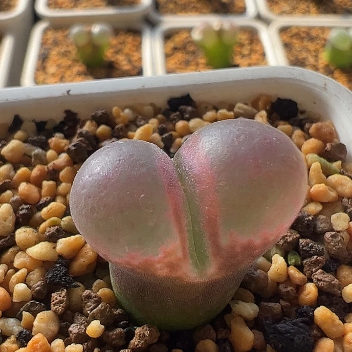 无花朵实生风铃玉6