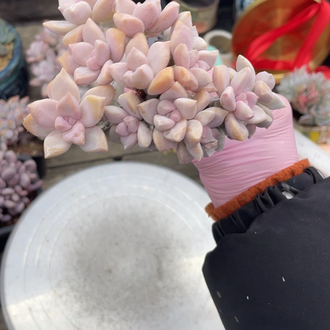 果****底切淡雪。