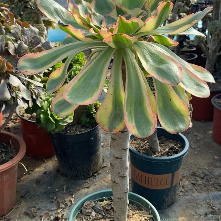 燕姿锦多肉植物50