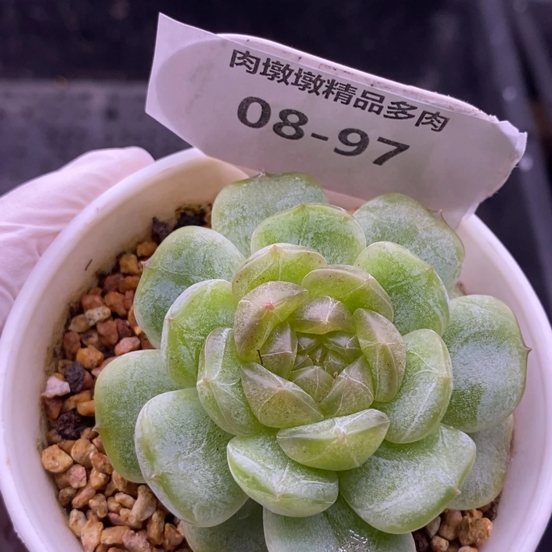 【闪购商品】08-97白恋
