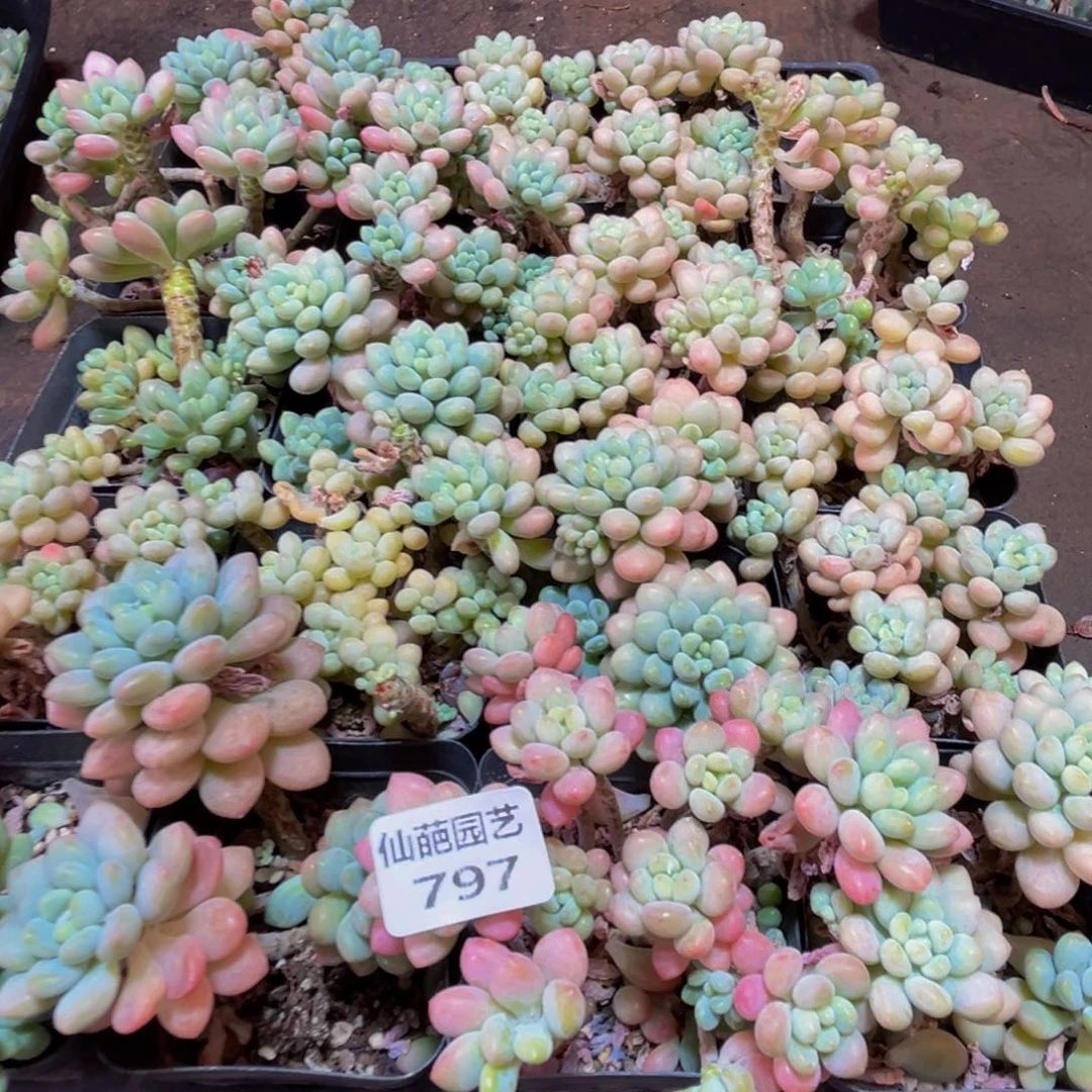 797多肉葡萄的价格是多少啊我