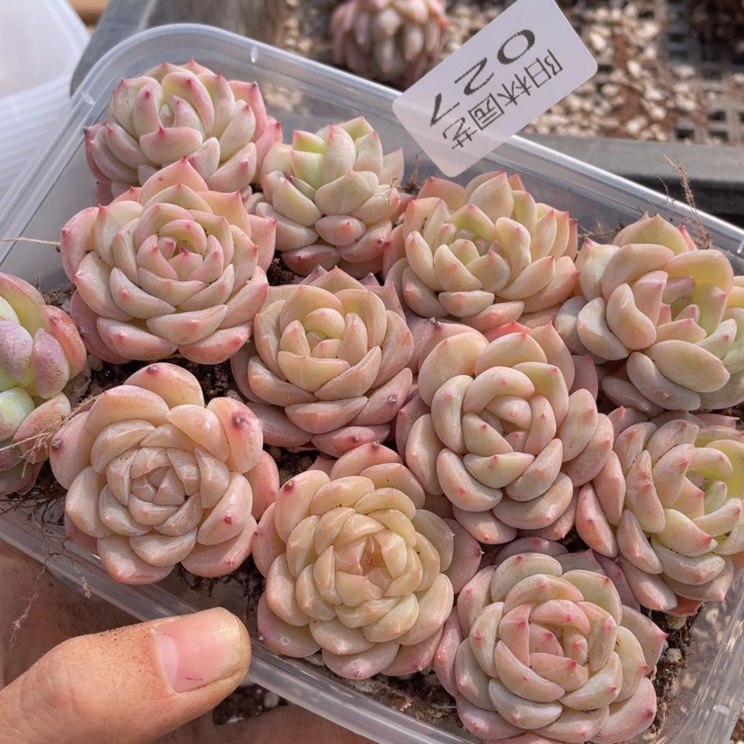 多肉植物多肉植物27