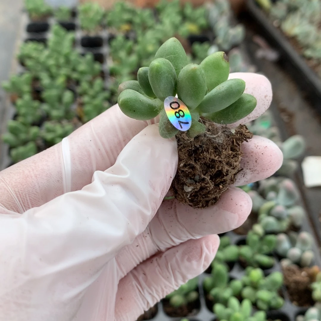 芒果叶插哈哈哈哈哈哈780