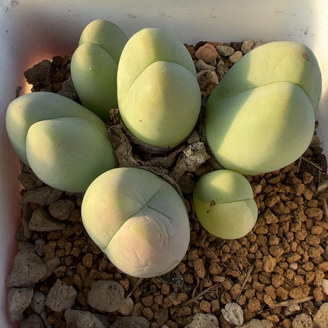 016多肉植物种类多样