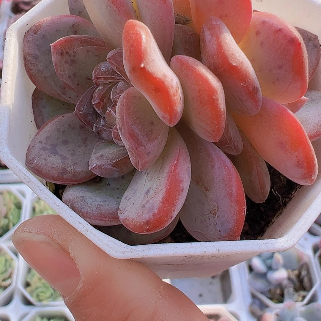 双头粉星星珍妮2盆19包邮