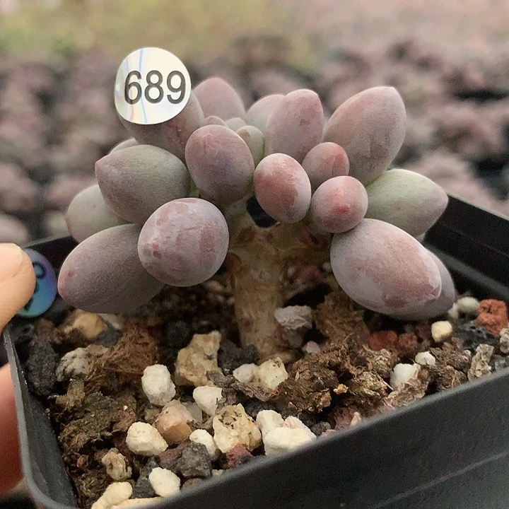 桃花奶酪多肉植物