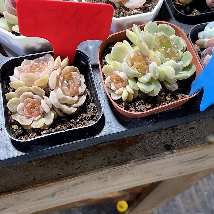 水****?多肉植物1746 1795