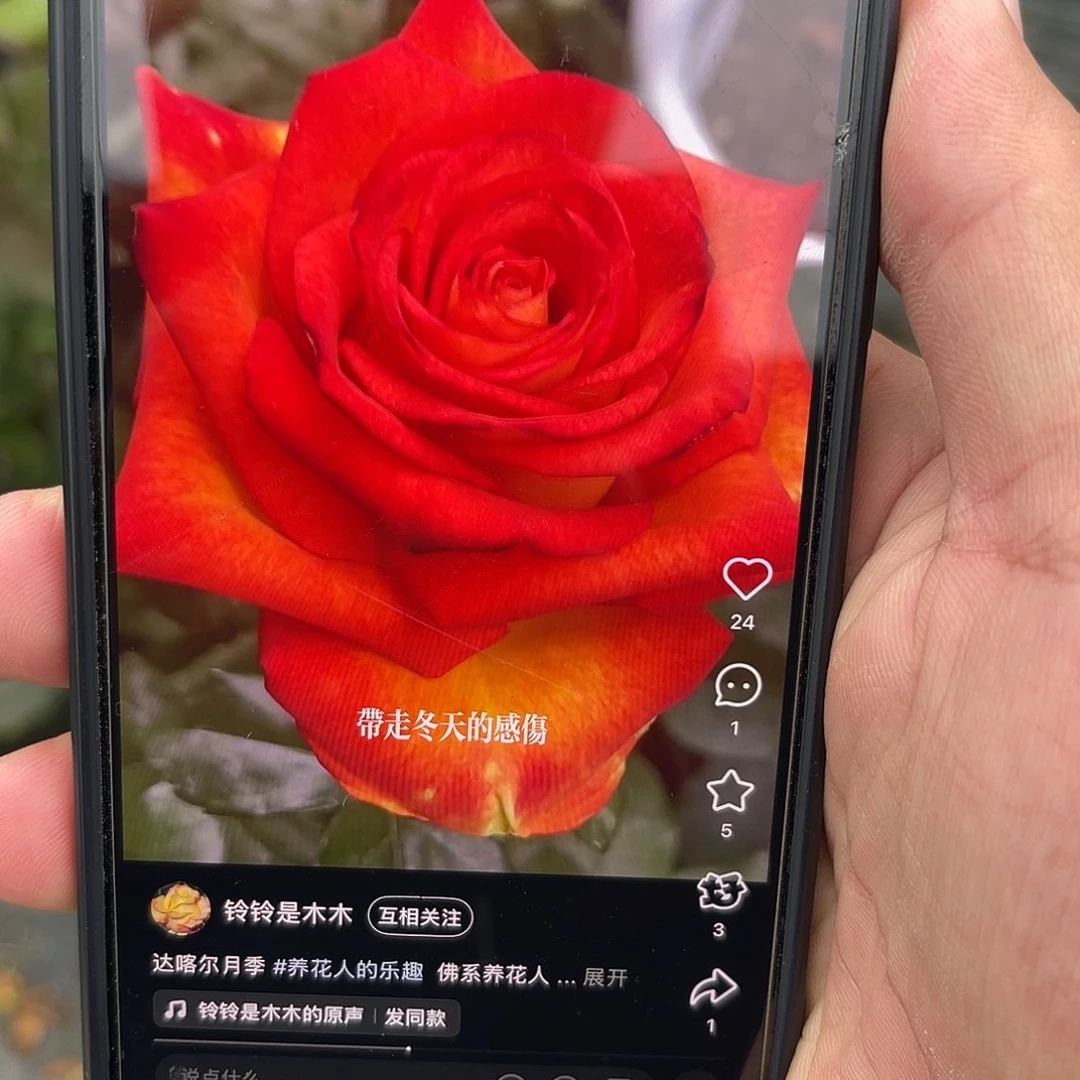 无花朵———-达喀尔 福利款