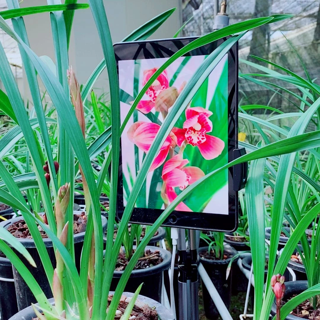 当前无花栽培后可以开花