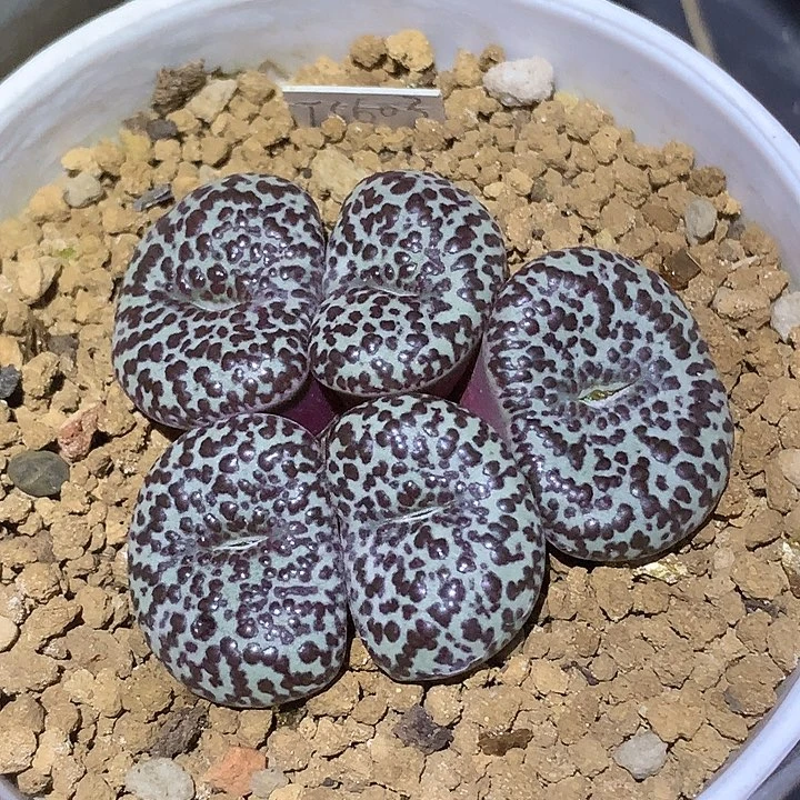 精品多肉植物精品多肉