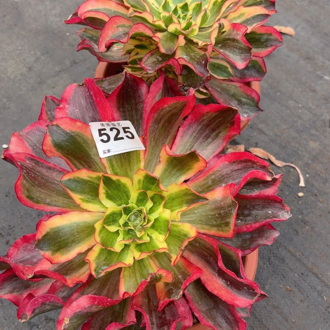 李***姐123  525多肉法师