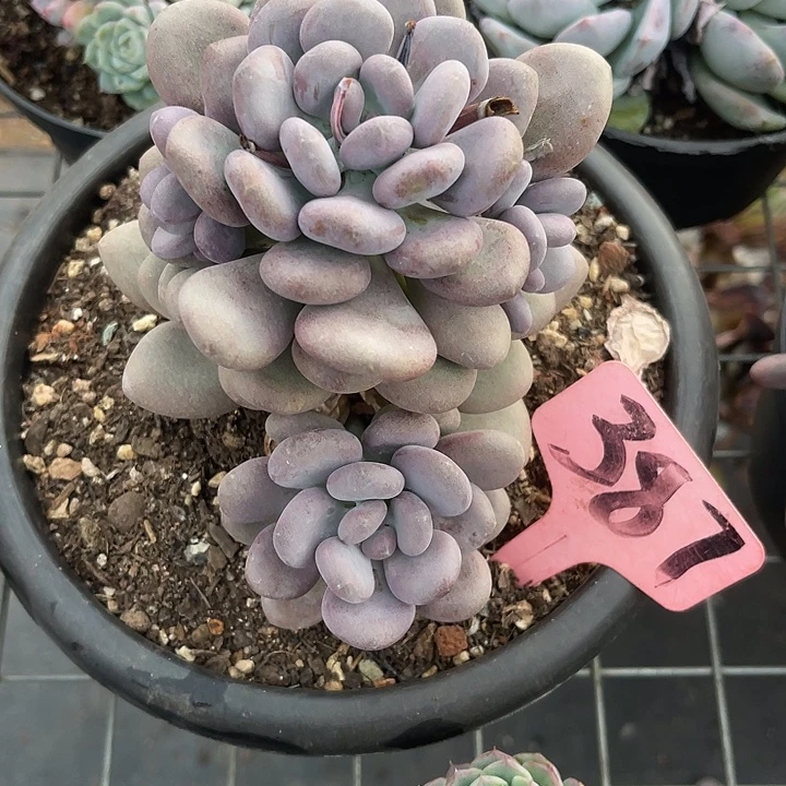 两单包邮，一物一拍387月美人