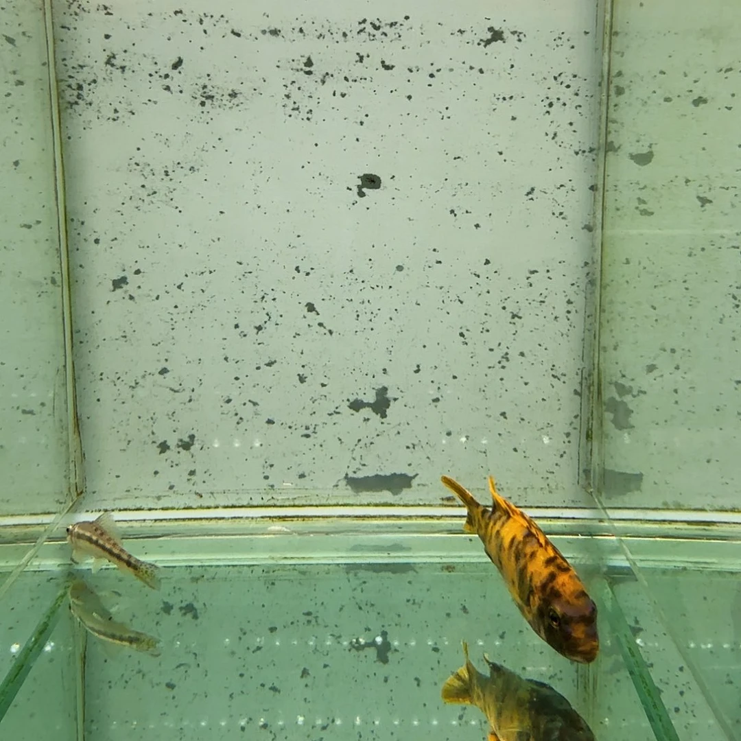 慈鲷491黄金斑马mc.