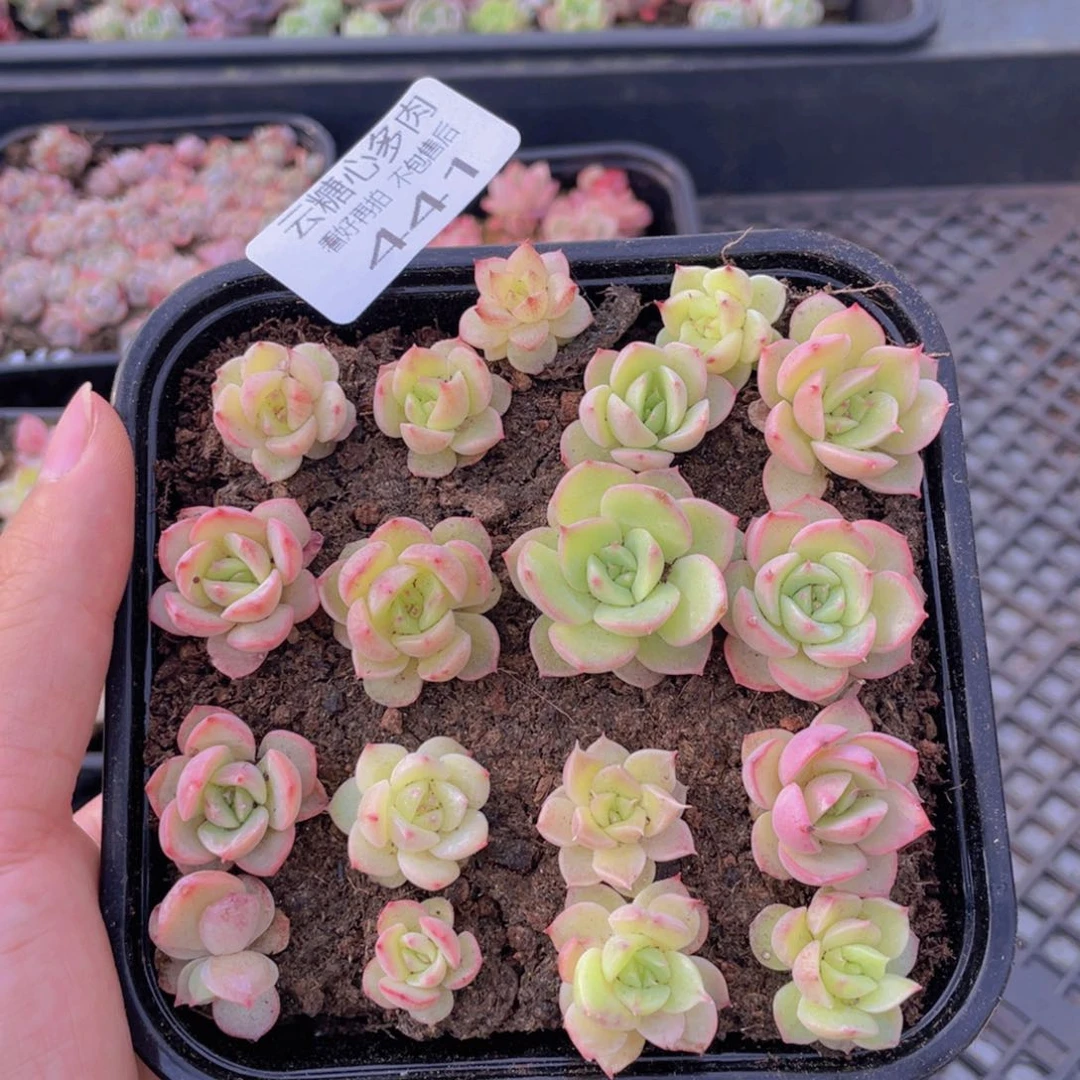 云糖心多肉植物441