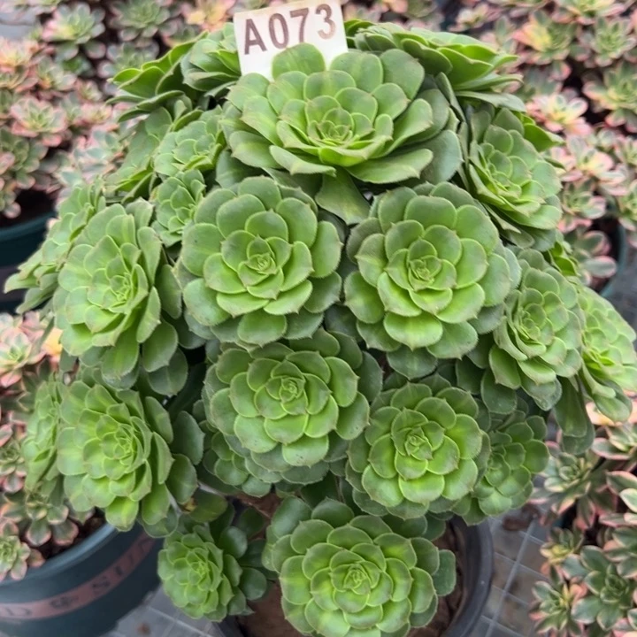 073绿羊绒30厘米左右