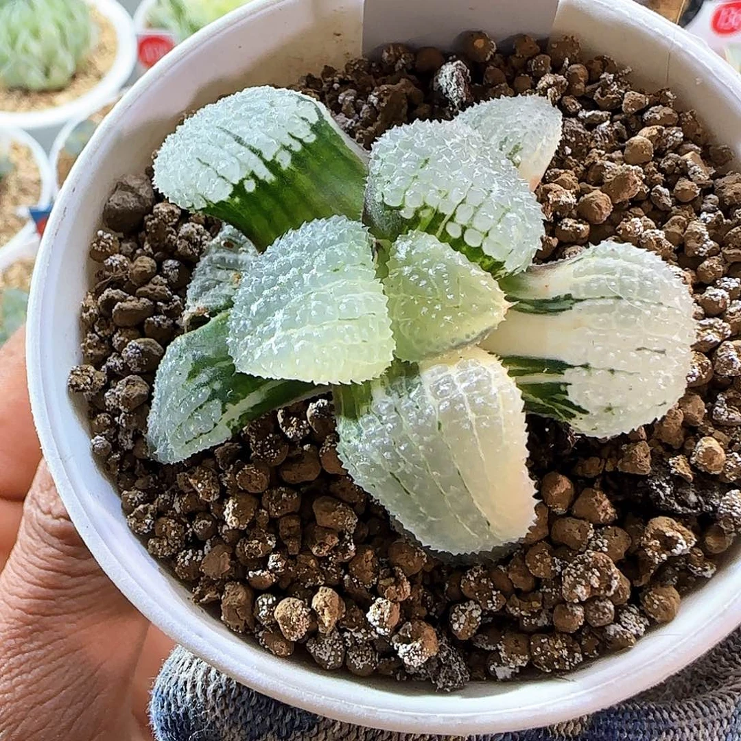 175天空之境锦 5.5 厘米左右一物一拍带盆土