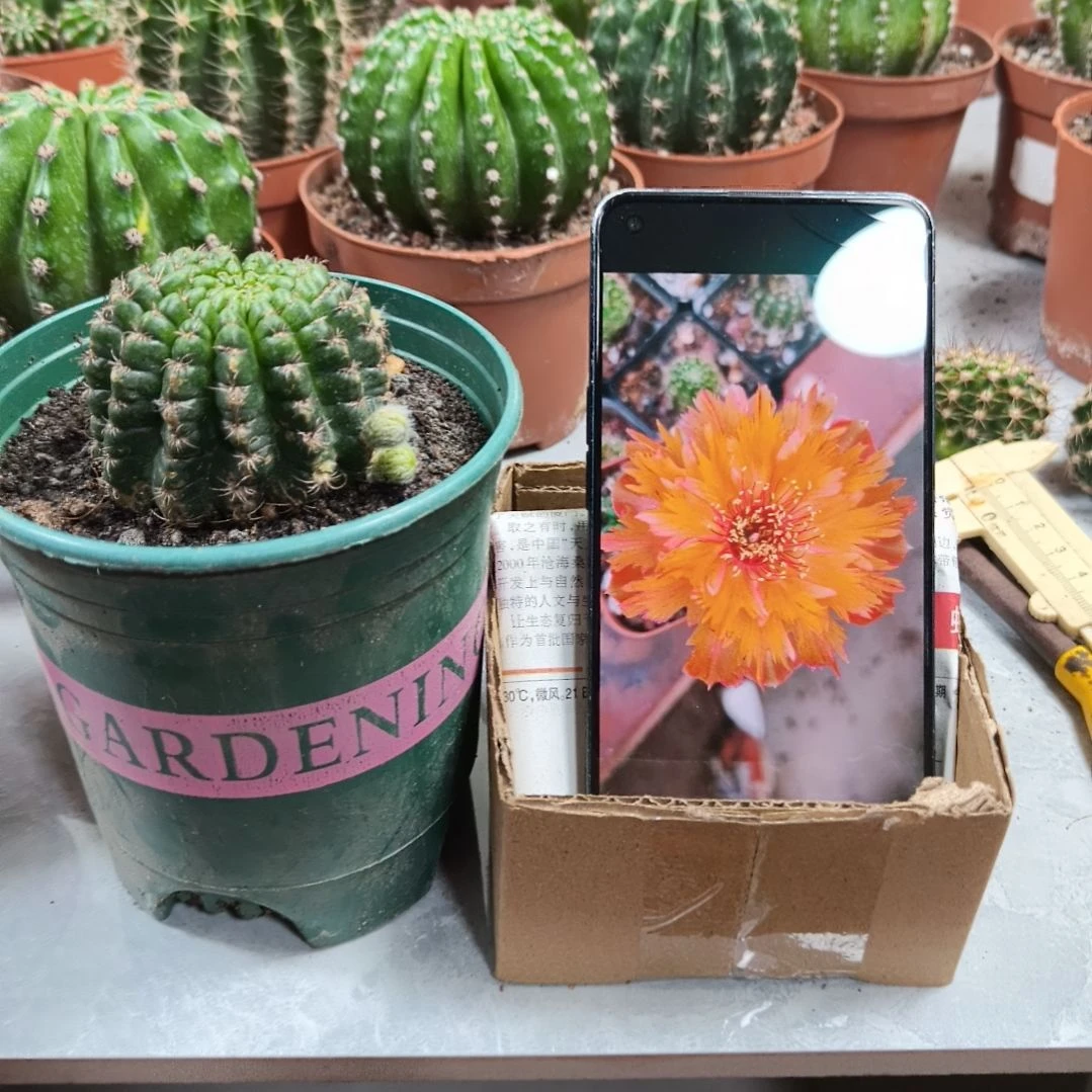 羽毛边丽花带盆发(5.7cm)
