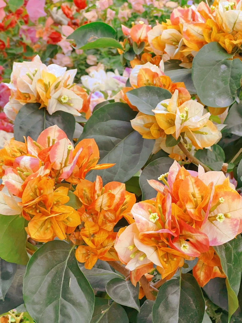 新品【凤凰】三角梅好养阳台勤花爬藤垂丝不带花