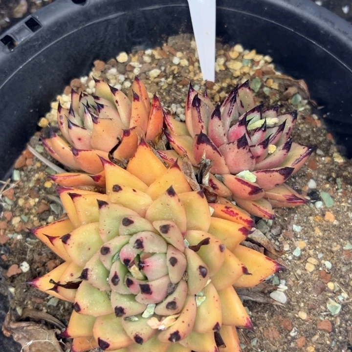 60号金色天狼。