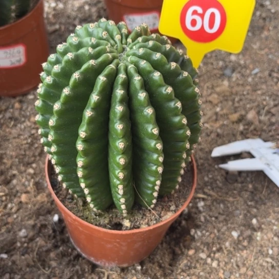 露露实生球柱子8公分左右