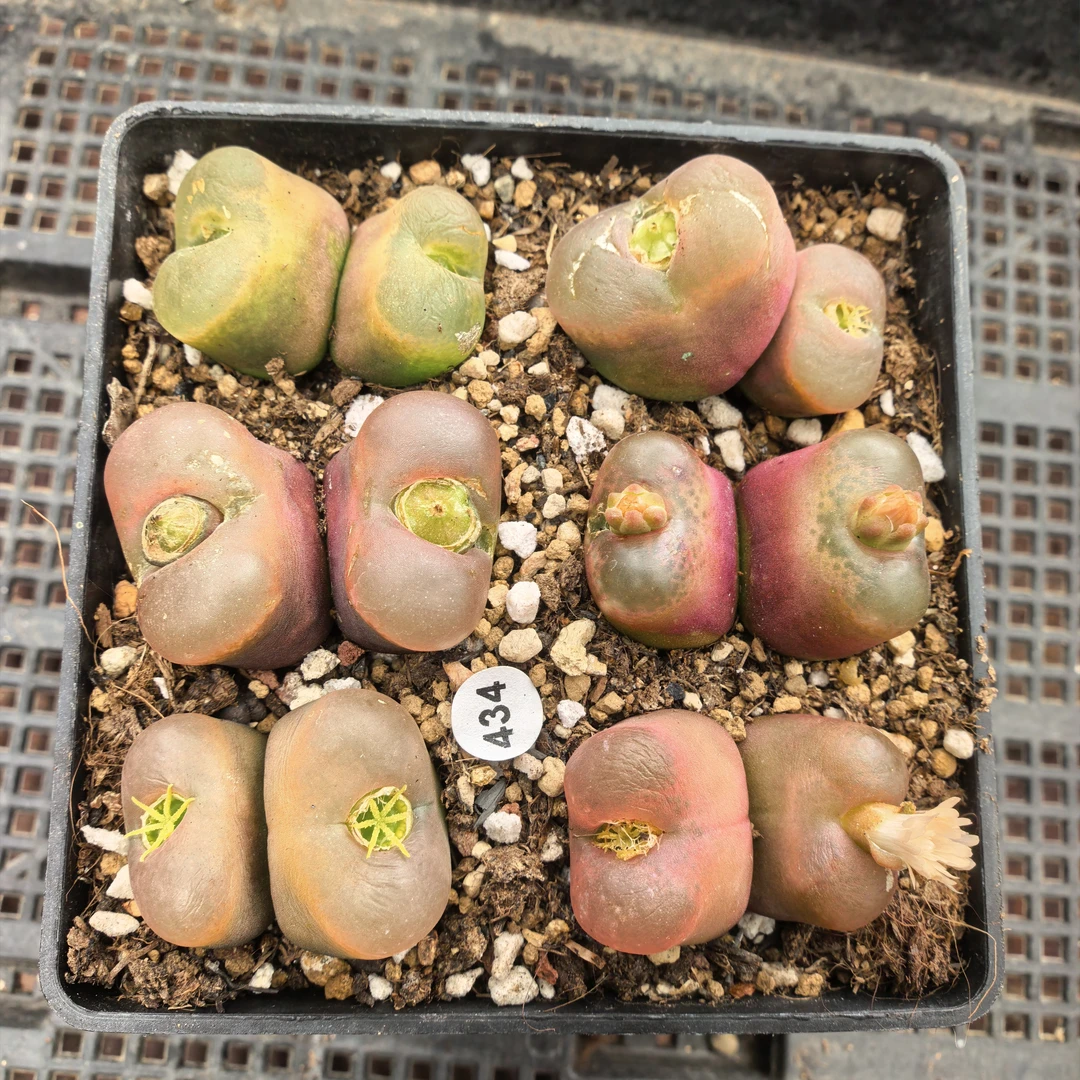 双头6颗（瑕疵）脱土多肉434