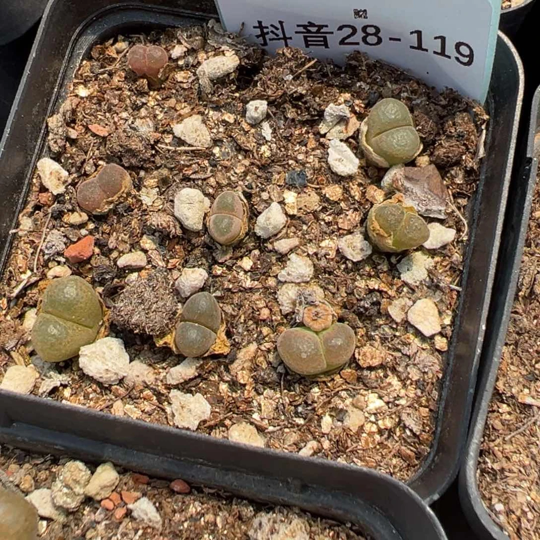 28-119肉锥多肉植物