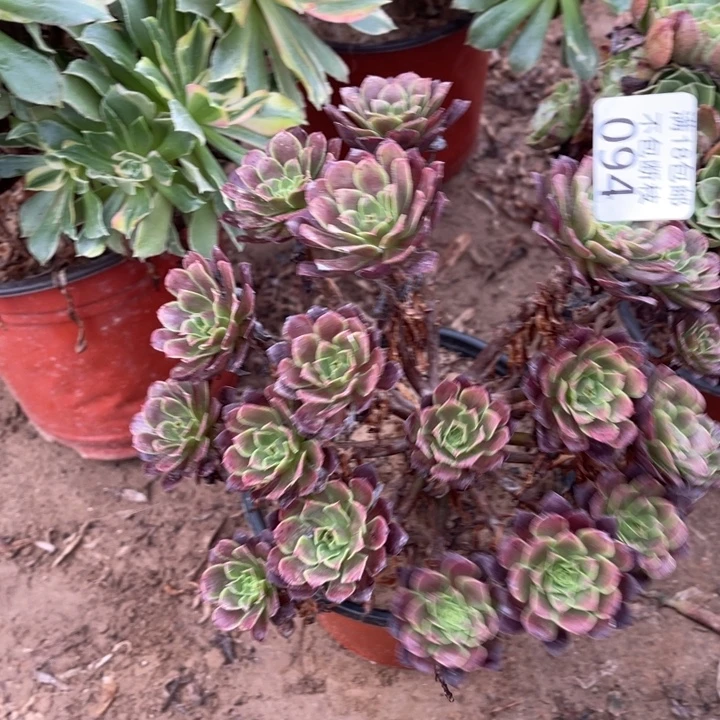 094铜玫瑰锦绣球2