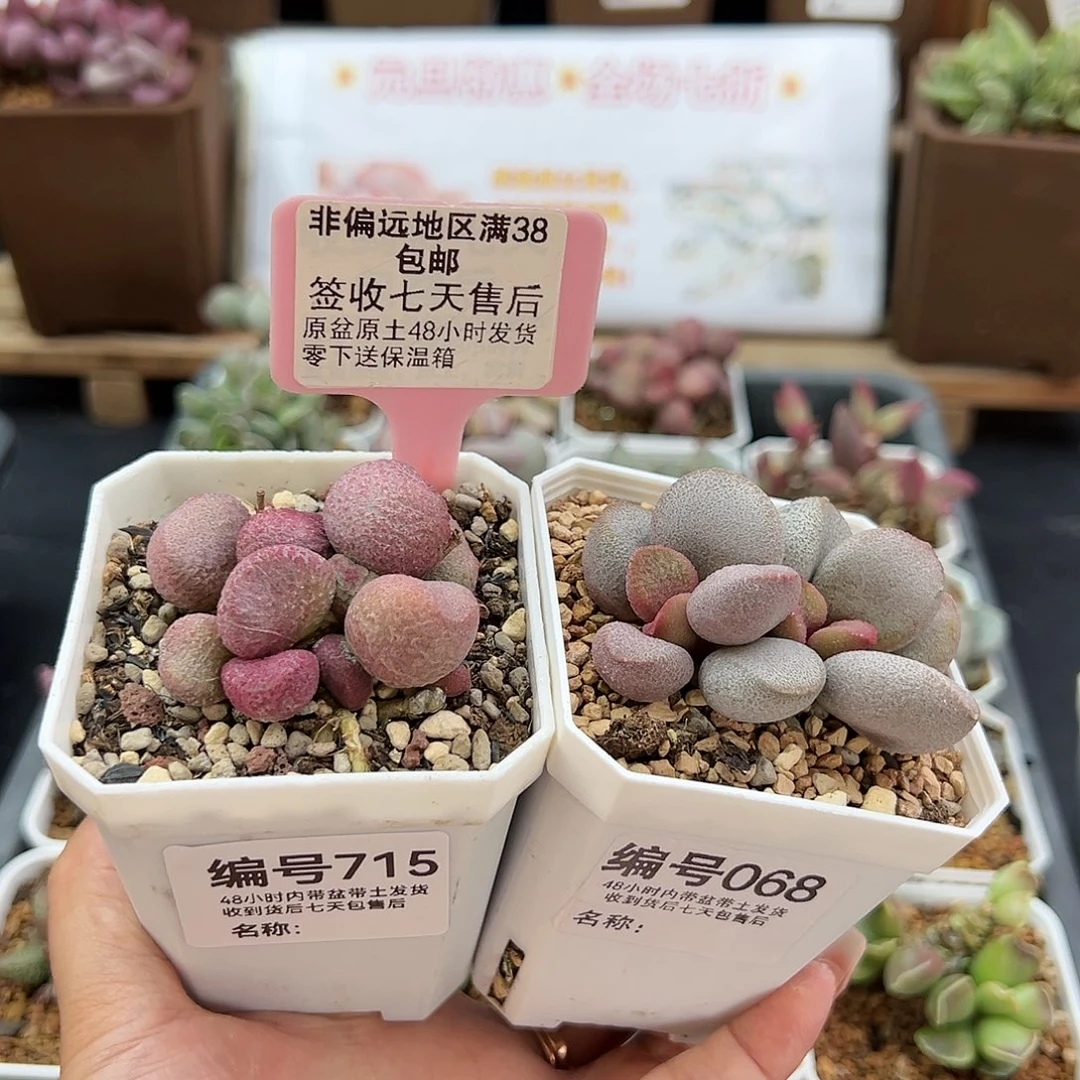 715夏娃甜心多肉植物