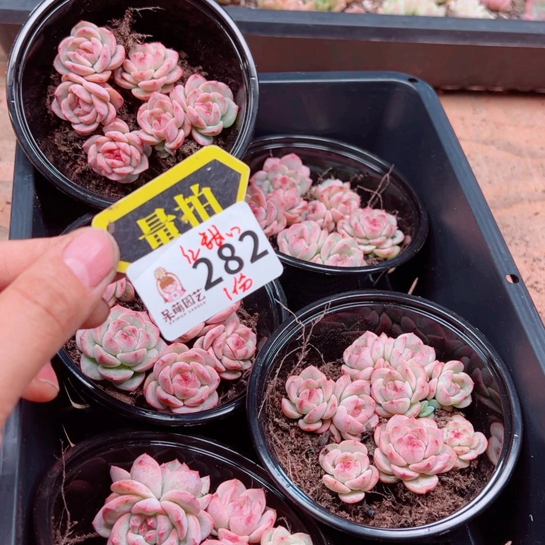 多肉植物多肉植物
