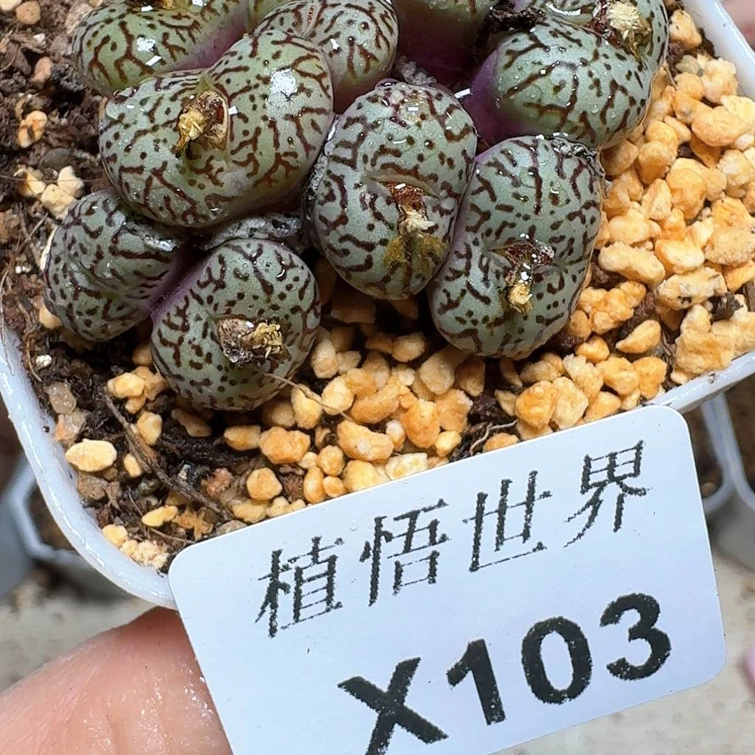 103盒多肉植物哇f g g