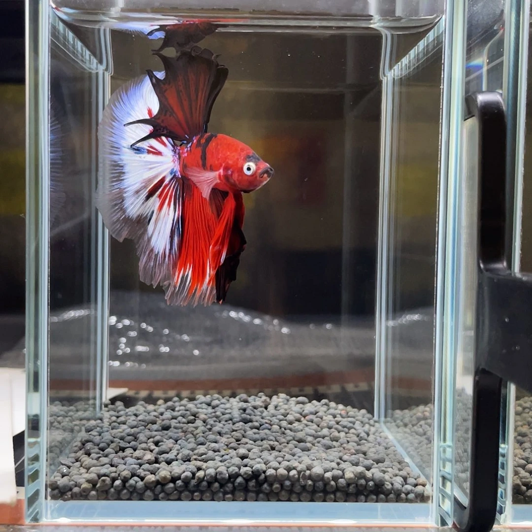 斗鱼鲲鹏斗鱼15号