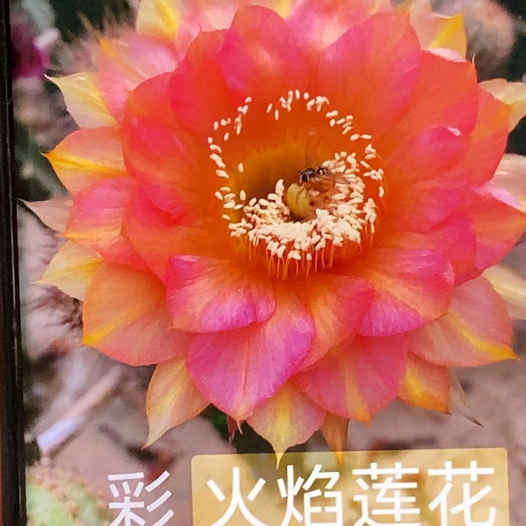 彩 火焰莲花侧芽歪20包邮/4公分以上