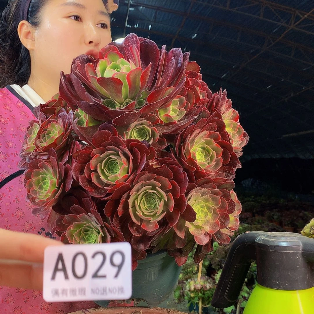 无花朵有**闲柒哥多肉法师不包侧断枝29