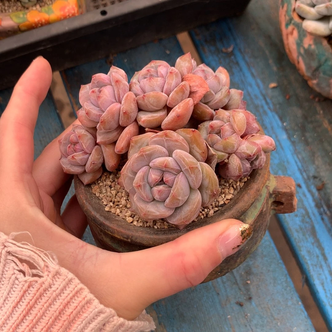 星影朵朵缀一体老桩