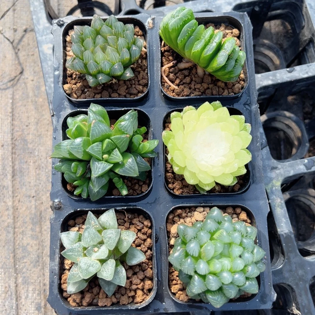 ---六盆套餐多肉---