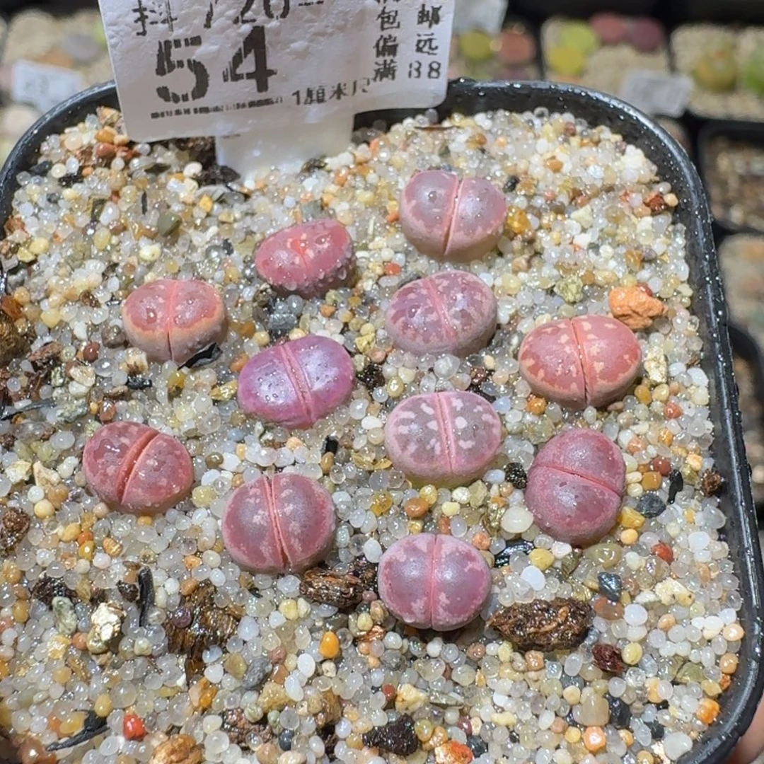 Sss清清货了便宜54