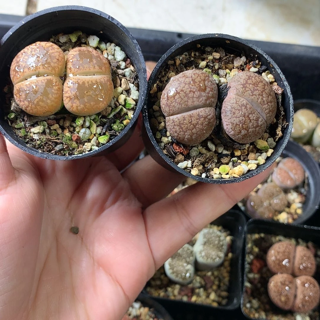 K150多肉植物保护