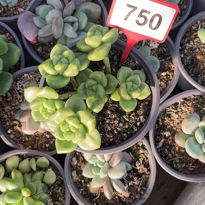 悦***阁多肉植物橘洛群750