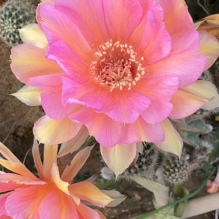 273彩草甜梦歪4公分左右无根侧牙，20包邮