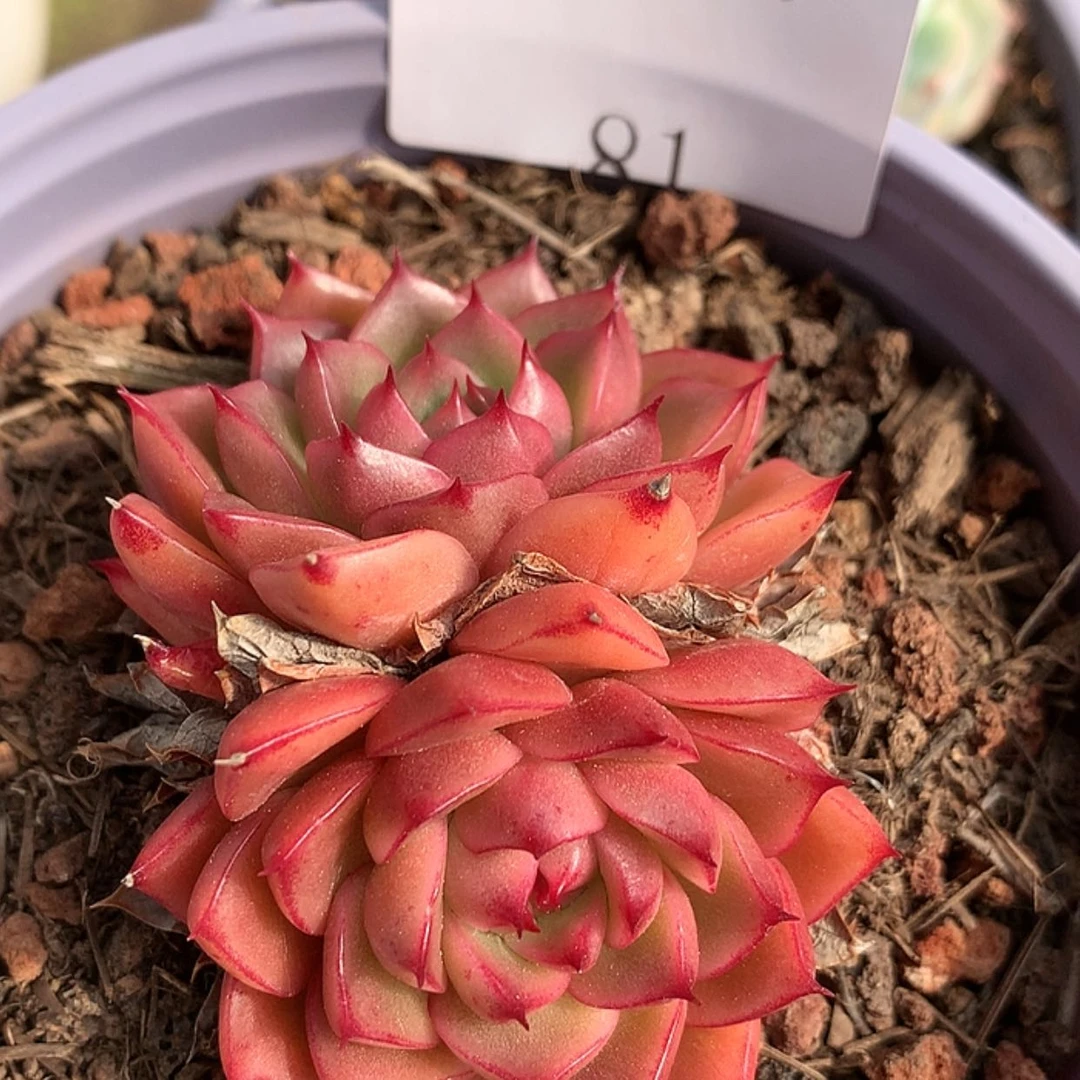 【闪购商品】云81号情人