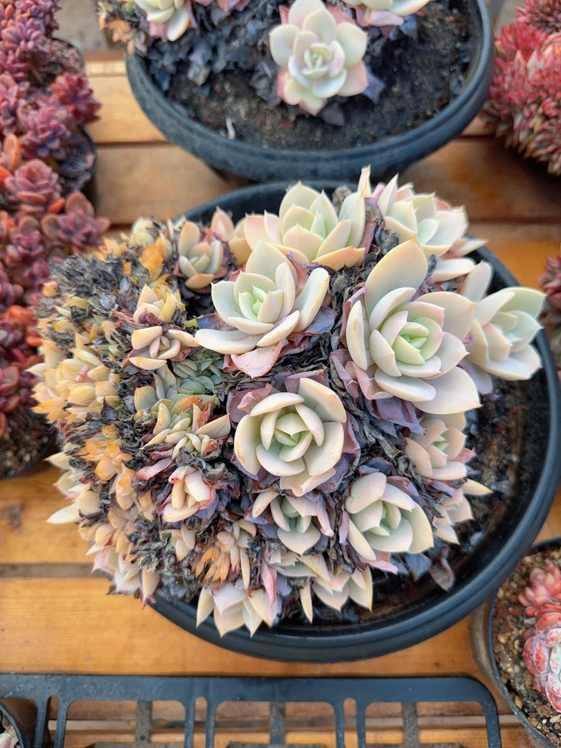 12月19日280#缀化大白凤（25-30cm）脱土