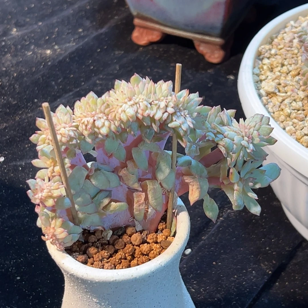 新年快乐 新年快乐