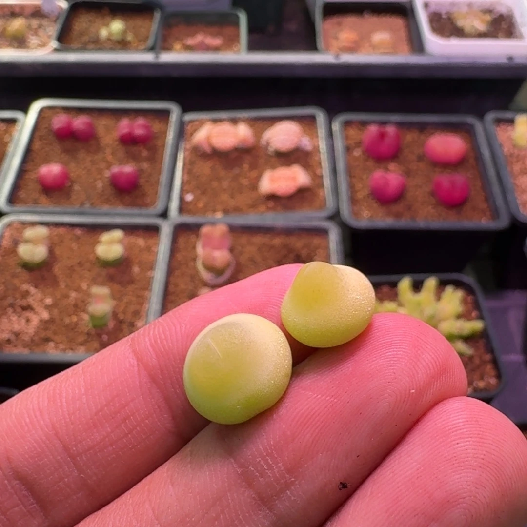 轻****L云缦精品番杏19.32 TS62大葫芦