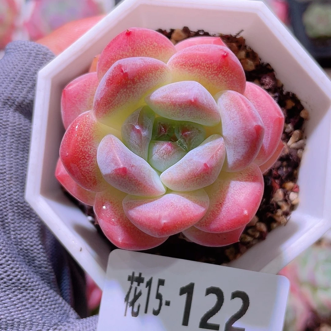 花利美15-122刚毅