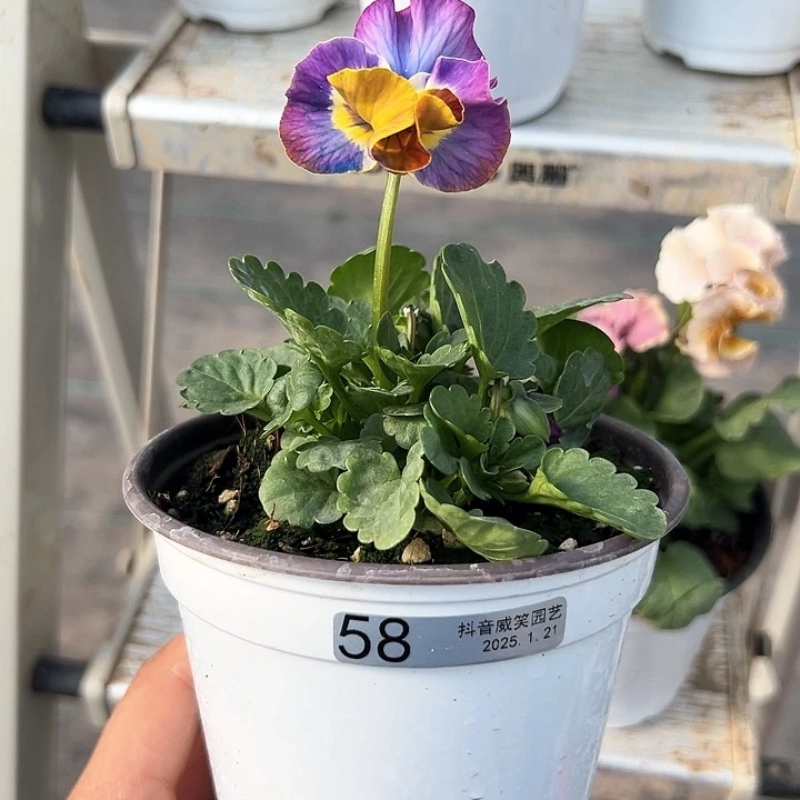 红陶抖音直播闪拍58