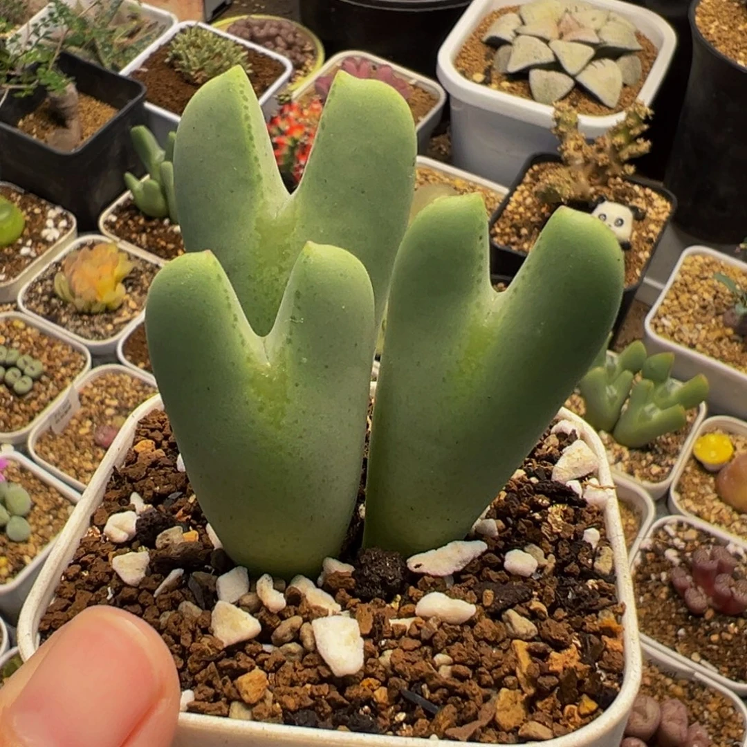 152多肉植物种类多样