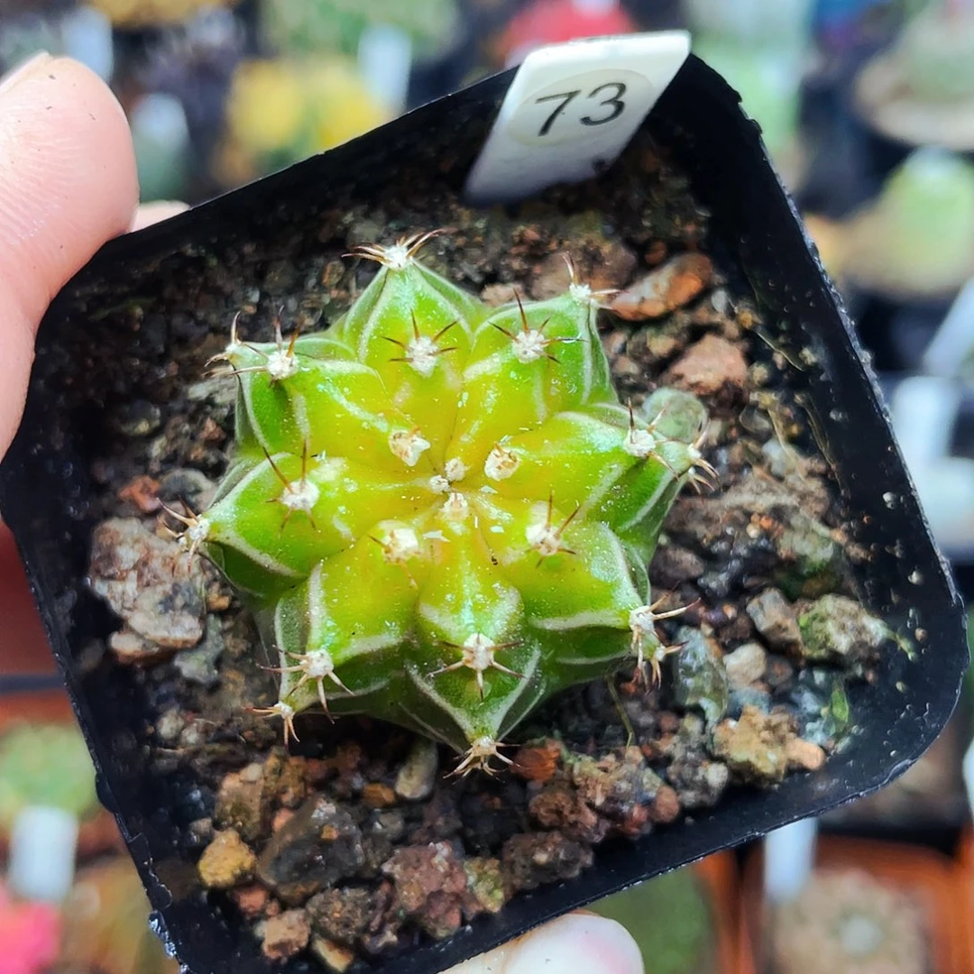 非偏远地区满25包邮仙人球