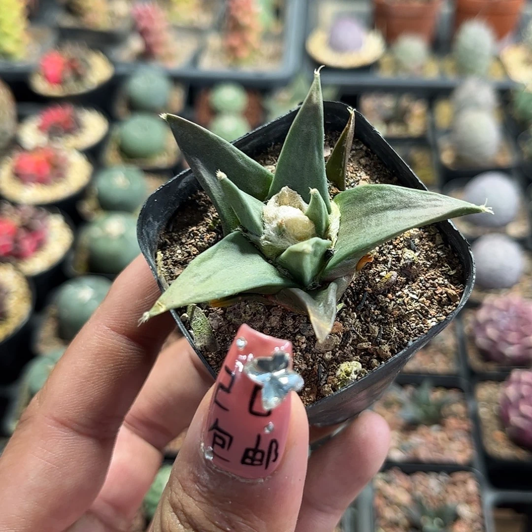 岩牡丹单头发货单头发